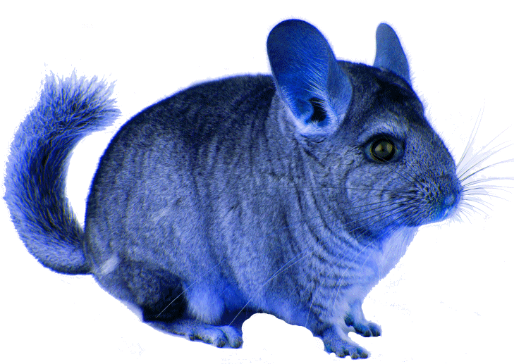 Blue ChinChilla